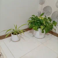 گل ها زیبا و سرحال با گلدان سرامیک