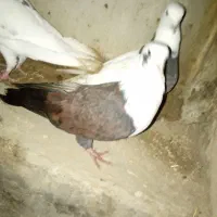 کبوتر شیخی