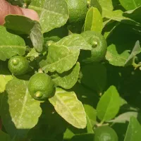 باغ .لیمو .و چند تا درخت پسته .