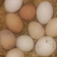 تخم مرغ محلی