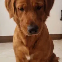سگ ماده بالغ (گلدن رتریور دارچینی) کمیاب