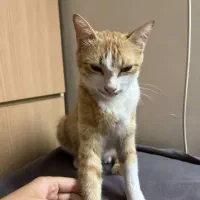 بچه گربه