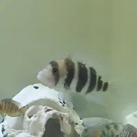 فرانتوزا و کالوس