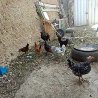 مرغ گلین تاج اره ای و چهل تاج