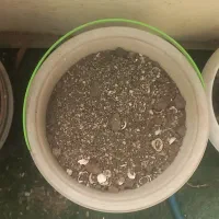 بستر آکواریوم کود گیاه و شن