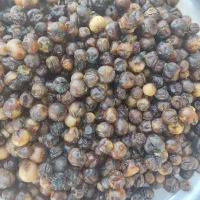 فروش سپستان خشک و تمیز  امسال