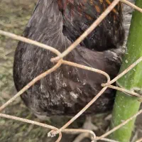 مرغ تخم گذار