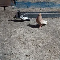 کبوتر رنگی