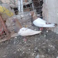 کفتر سینه