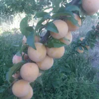 آلوی قطره طلا از باغات شاهرود خوشمزه 180