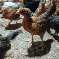 فروش جوجه 45روزه  گلپایگان