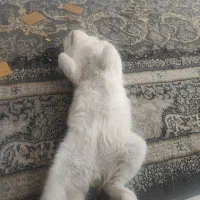 گربه|گربه|کرمان, |دیوار