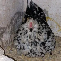 مرغ گلین باجوجه مرغ کپ یاکرچ گلین