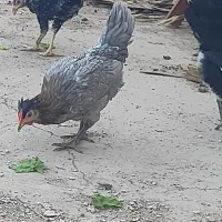 مرغ گمشده