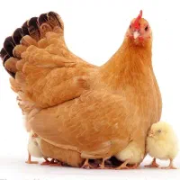 واگذاری انواع مرغ و جوجه پذیرفته می‌شود