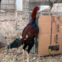 تخم مرغ نطفه دار لاری