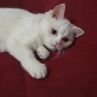 گربه نژاد دار
