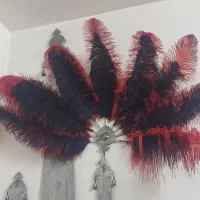 شاه پر علامت