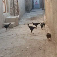 باسلام جوجه لاری