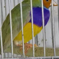 پرنده سرای سید