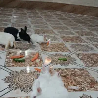 بچه خرگوش سفید چشم شرابی