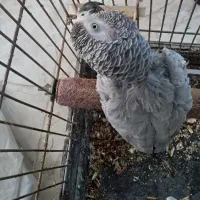 کاسکو دم قرمز