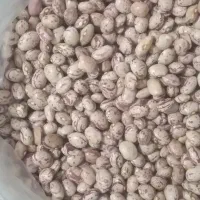 لوبیا چیتی