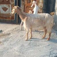 بز دوکهری