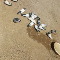 کبوتر کله دار