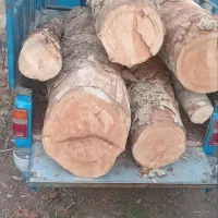 قطع وخرید درخت وچوب در تمام نقاط مشهد /نقدی/