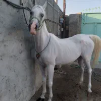 اسب مادیان عرب یکسر