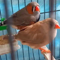 فنچ گینگ|پرنده|اسلام‌شهر, شهرک توحید|دیوار
