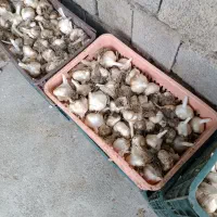 سیر درجه یک