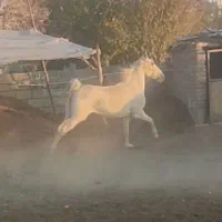 مادیان سیلمی زا