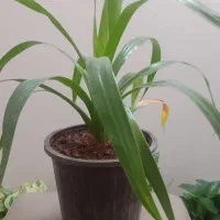 گل اپارتمانی