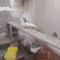 کبوتر یال سیا