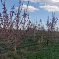 باغچه ویلایی یورقون اباد