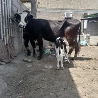 گاو گوساله دار سمینتال