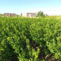 نارنگی|گل و گیاه طبیعی|عنبرآباد, |دیوار