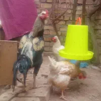 لاری اصیل