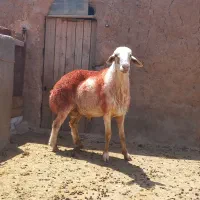 نوبخت سالم و خوش تیپ وخوش هیکل