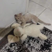 گربه dsh خونگی