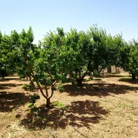 زمین ۱۰۰۰ متری مناسب سرمایه گذاری|فروش زمین و ملک کلنگی|تهران, بریانک|دیوار