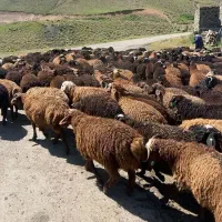 جیره نویس، کارشناس پرورش دام و برنامه پروار