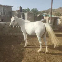 مادیان