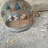 قفس سهره ناز دونخور درشت