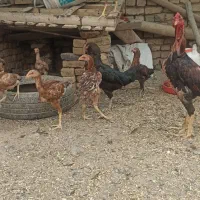 مرغ و جوجه لاری مرغ تخمگذار