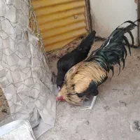جوجه سوماترا