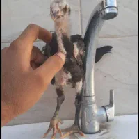 لاری افغان نر