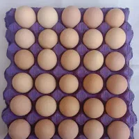 تخم مرغ محلی